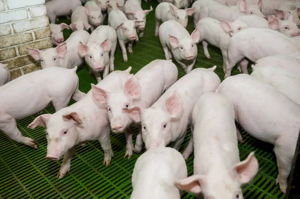 Domuz çiftliği. Küçük domuz yavruları
