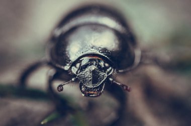 Vahşi doğada böceğe yakın.