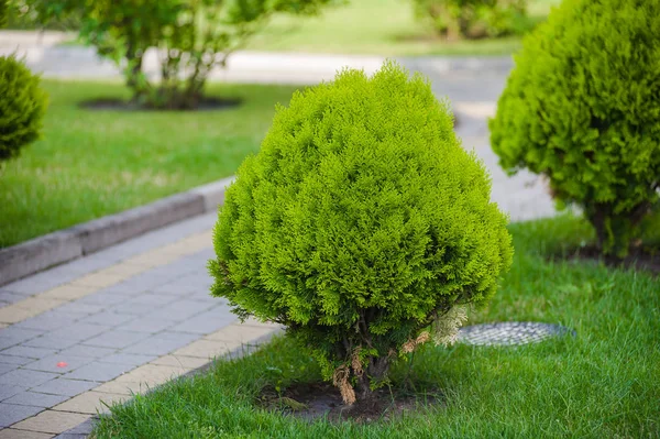 peyzaj tasarım unsurları. ülke evi otel. süs ağaçları ve banklar ile güzel çim