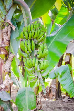 Muz çiftliği. Geleneksel tarım