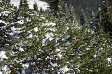 Güzel kış dağlar. Karlı natiaonal doğa parkı