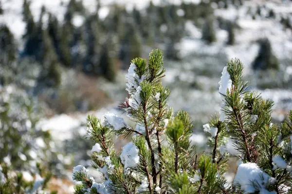 Vackra Vinter Bergen Snöiga Natiaonal Naturpark — Stockfoto