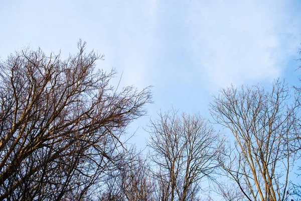 Winter Forest Sunny Weather Sunset — Stock Photo, Image