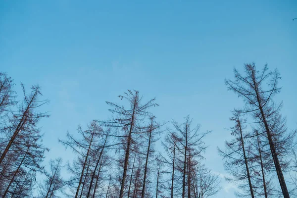 Vinterskog Soligt Väder Vid Solnedgången — Stockfoto