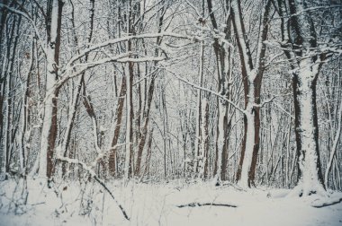 Karlı kış orman. Manzara
