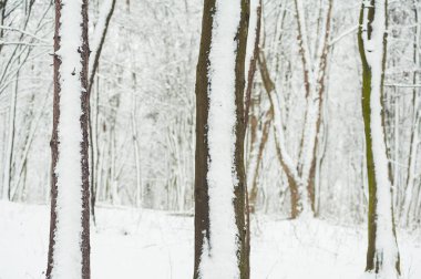 Karlı kış orman. Manzara