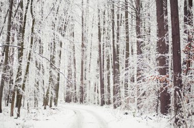 Güzel kış orman. Avrupa Orman.