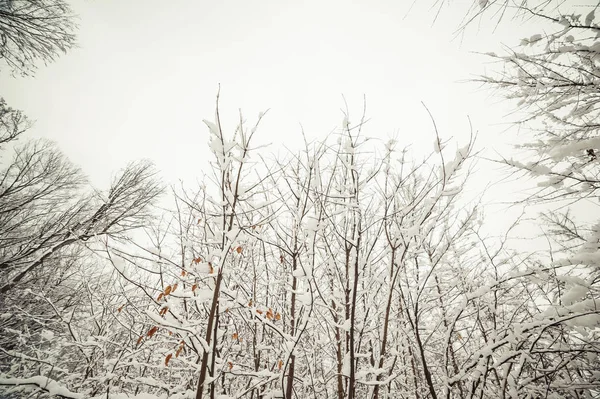 Vackra Vinter Skog Europeiska Skog — Stockfoto