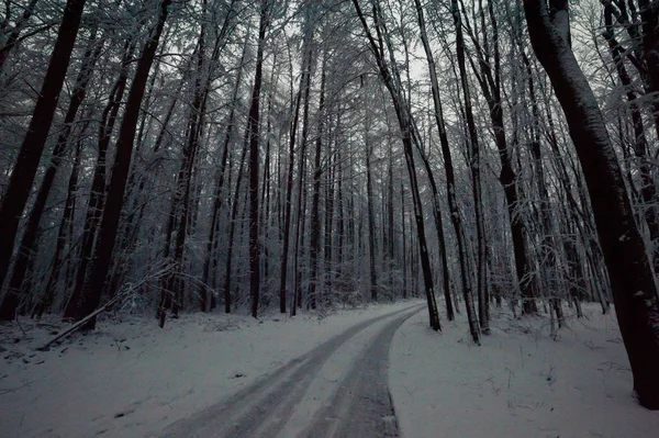 雪に覆われた冬の森 — ストック写真