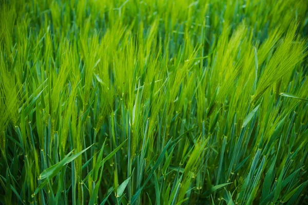 若い緑の小麦畑 — ストック写真
