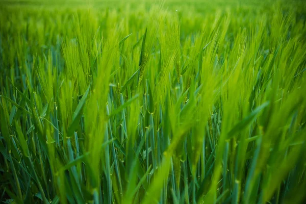 若い緑の小麦畑 — ストック写真