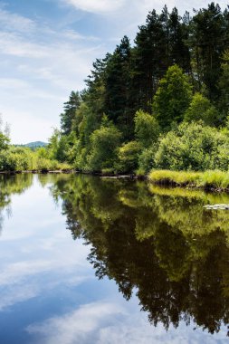 Yaz ormanında sessizlik göleti