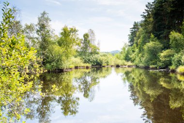 Yaz ormanında sessizlik göleti