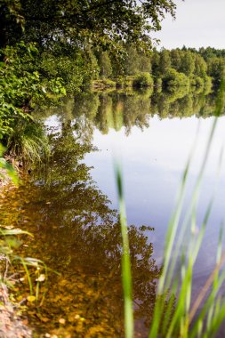 Yaz ormanında sessizlik göleti