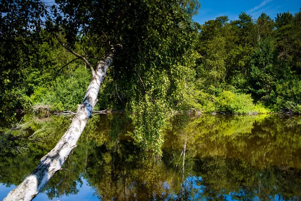 Estanque Silencioso Bosque Verano —  Fotos de Stock