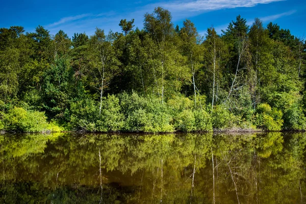 Lagoa Silêncio Floresta Verão — Fotografia de Stock