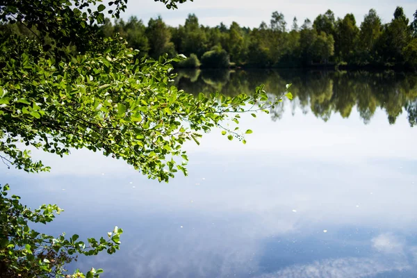 Silence Pond Summer Forest — Stock Photo, Image