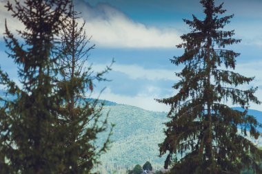 Yağmurlu, sisli bir ormanda kozalaklı ağaçlar