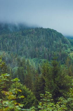 Yağmurlu, sisli bir ormanda kozalaklı ağaçlar
