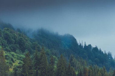 Yağmurlu, sisli bir ormanda kozalaklı ağaçlar