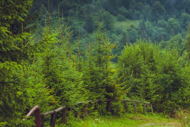 Yağmurlu, sisli bir ormanda kozalaklı ağaçlar