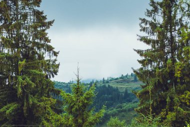 Yağmurlu, sisli bir ormanda kozalaklı ağaçlar