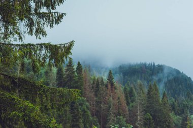 Yağmurlu, sisli bir ormanda kozalaklı ağaçlar