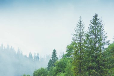 Yağmurlu, sisli bir ormanda kozalaklı ağaçlar