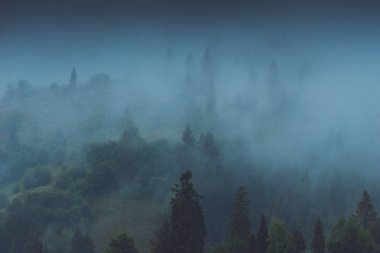 Yağmurlu, sisli bir ormanda kozalaklı ağaçlar