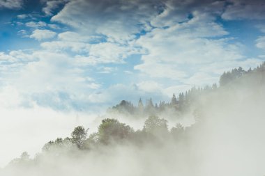 Yağmurlu, sisli bir ormanda kozalaklı ağaçlar