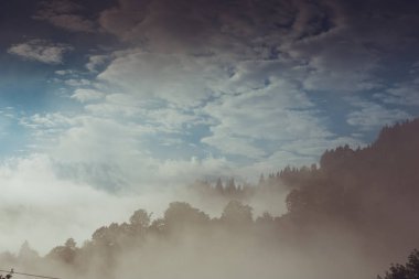 Yağmurlu, sisli bir ormanda kozalaklı ağaçlar