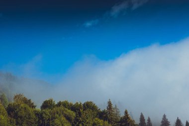 Yağmurlu, sisli bir ormanda kozalaklı ağaçlar