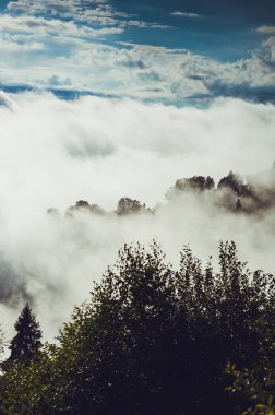 Yağmurlu, sisli bir ormanda kozalaklı ağaçlar