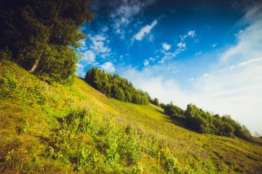 Yağmurlu, sisli bir ormanda kozalaklı ağaçlar