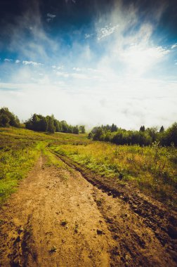 Yağmurlu, sisli bir ormanda kozalaklı ağaçlar