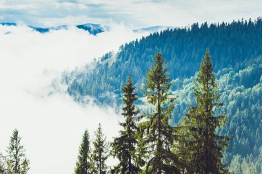 Yağmurlu, sisli bir ormanda kozalaklı ağaçlar