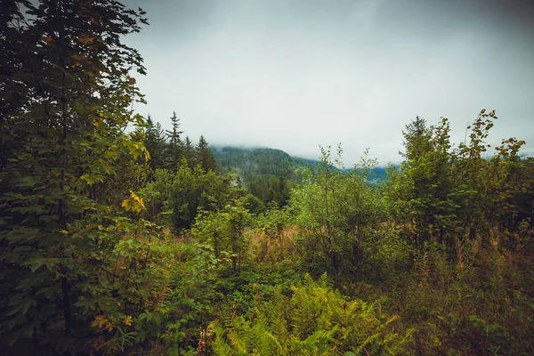 Coniferous trees in a rainy foggy forest