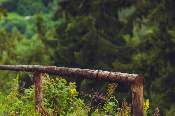 Barrträd Regnig Dimmig Skog — Stockfoto