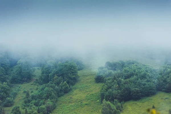 Coniferous trees in a rainy foggy forest