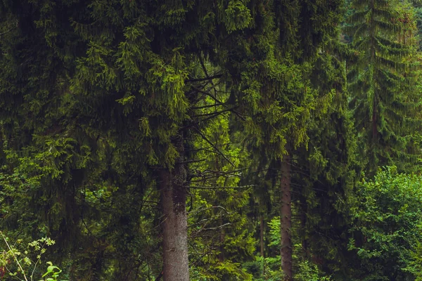 Arbres Conifères Dans Une Forêt Brumeuse Pluvieuse — Photo