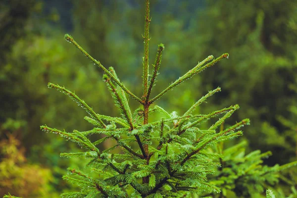 Alberi Conifere Una Foresta Nebbiosa Piovosa — Foto Stock