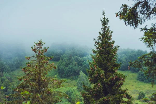 Хвойные Деревья Дождевом Туманном Лесу — стоковое фото