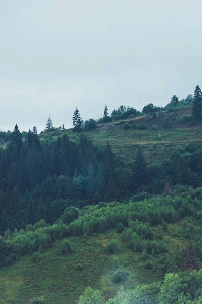 Arbres Conifères Dans Une Forêt Brumeuse Pluvieuse — Photo