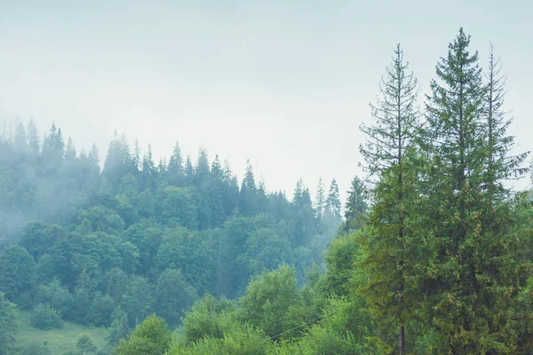 Coniferous trees in a rainy foggy forest