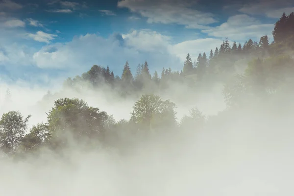 Coniferous trees in a rainy foggy forest