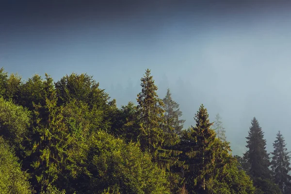 Coniferous trees in a rainy foggy forest