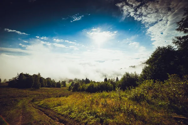 Coniferous trees in a rainy foggy forest