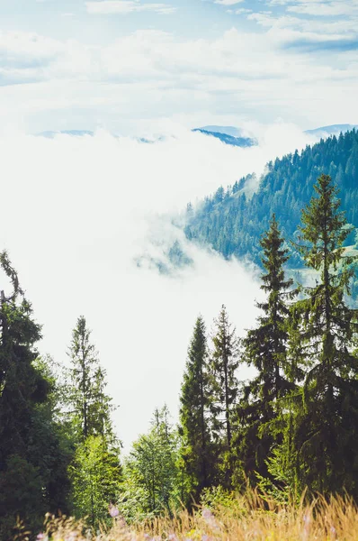 Хвойные Деревья Дождевом Туманном Лесу — стоковое фото