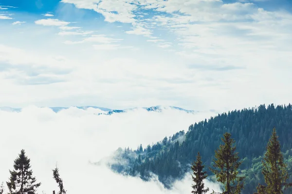 Coniferous trees in a rainy foggy forest