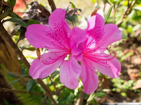 Zbliżenie kwitnący kwiat hibiscus różowy. — Zdjęcie stockowe